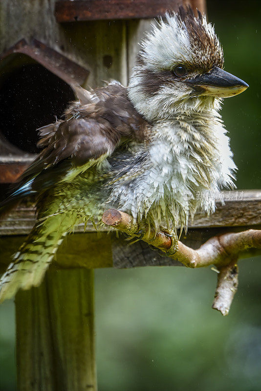 Kookaburra (Dacelo novae几内eae)